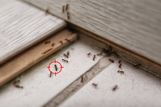 Trusted New Orleans, LA Pest Control Experts