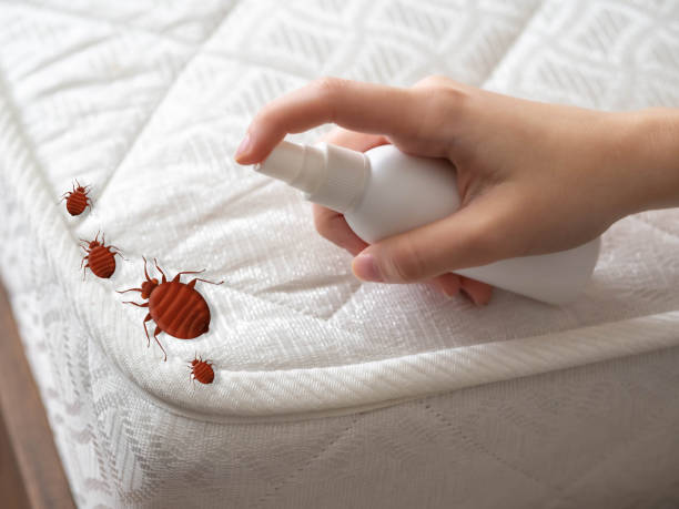 Best Flea Control Services  in New Orleans, LA